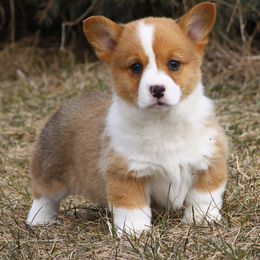 Pembroke Welsh Corgi Puppies from AB Ranch