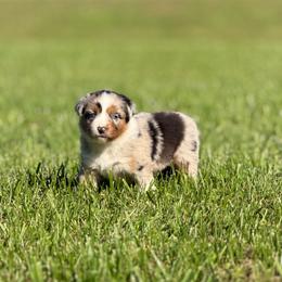 Girl 4 - Blue merle female Australian Shepherd puppy in Argyle, Iowa from Country Time Kennels