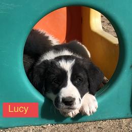 Aussiedoodle, Colorado Mountain Dog, and Corgipoo Puppies from Stone Table Ranch/STR Just Doodle It