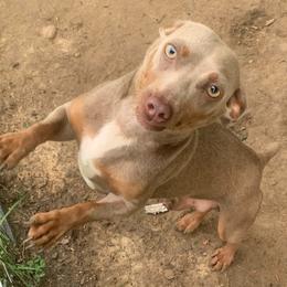 Nermal - Silver and white male Teddy Roosevelt Terrier puppy in Gadsden, Alabama from Rich Cat’s