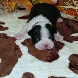 Black Ribbon male - Black and white male Boston Terrier puppy in Cedar Hill, Texas from Baldwins Boston Terriers