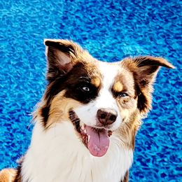 Maddie - Australian Shepherd