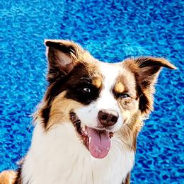 Maddie - Australian Shepherd