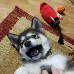 Alaskan Malamutes from Corvus Canines