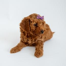 Liberty - Apricot female Goldendoodle puppy in Springfield, Tennessee from BK3 Miniature Goldendoodles