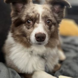 Miniature Australian Shepherds and Toy Australian Shepherds from Arkie Rooted Aussies