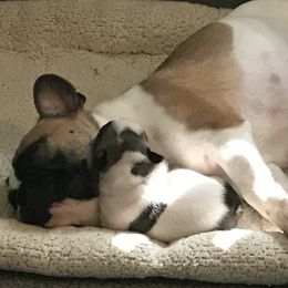 French Bulldog Puppies from BigStar French Bulldogs