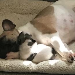 French Bulldog Puppies from BigStar French Bulldogs