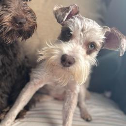 Cookie - Miniature Schnauzer