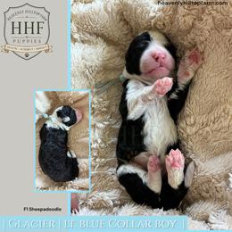 GLACIER - Black and white male Sheepadoodle puppy in Charlo, Montana from Heavenly Hilltop Farm