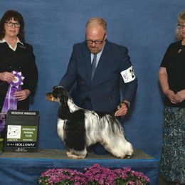 Sage - Cocker Spaniel