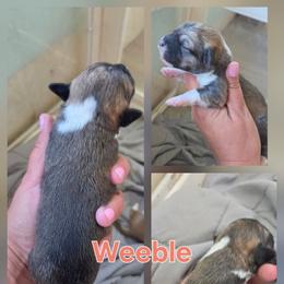 Weeble - Sable and white female Cockapoo puppy in Ellensburg, Washington from Dawn to Dusk Cockapoos