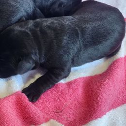 Boy 4 - Black male Labrador Retriever puppy in Crockett, Texas from Cross Creek Kennels, Inc
