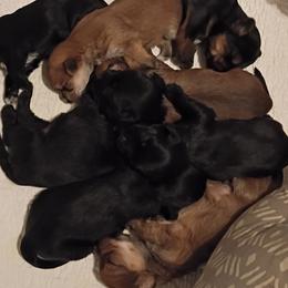 Shorkie puppies from Relentless Homestead