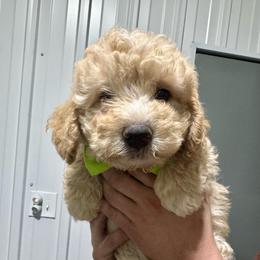 Apricot - Yellow and white male Bernedoodle puppy in Petersburg, Michigan from Brittany’s Mini Bernedoodles