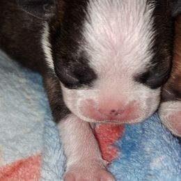 Boston Terrier Puppies from M&Bs Boston Terriers
