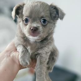 AKC Fluffy Lilac Boy - Chocolate blue male Chihuahua puppy in Brooklyn, New York from Nadezhda's Chihuahuas