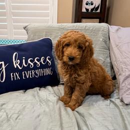 Kona - Red  male Goldendoodle puppy in Anthem/Phoenix, Arizona from Ironwood Doodles
