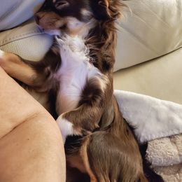 Chihuahua Puppies from Fine Whines & Lickers