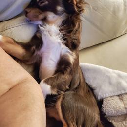 Chihuahua Puppies from Fine Whines & Lickers
