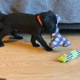 3 - Liver male German Shorthaired Pointer puppy in Kathleen, Florida from Alex Yates GSP's