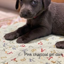 Basset Hound and Labrador Retriever Puppies from Porter Kennels