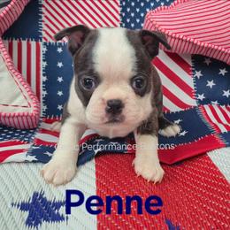 Penne - Black brindle and white female Boston Terrier puppy in Griffin, Georgia from Celtic Performance Bostons