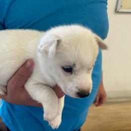 Alutus - Siberian Husky puppy in Chester, Virginia from Dacogetic