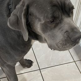 Zoe - Cane Corso