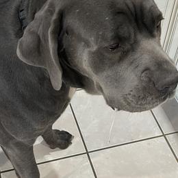 Zoe - Cane Corso
