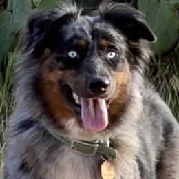 Frio - Australian Shepherd