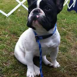 French Bulldog Puppies from BigStar French Bulldogs