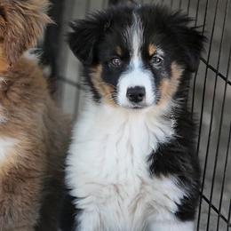 Chip - Black tri male Miniature Australian Shepherd puppy in Olivehurst, California from McDaniel Aussies