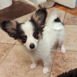 Bonnie - White black and tan female Papillon puppy in Blythewood, South Carolina from Southern Peach