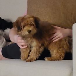 Ruby - Havanese