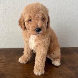 Boy 1 - Apricot male Goldendoodle puppy in Spring Hill, Florida from Ohana Doodles