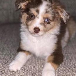Miniature Australian Shepherd and Toy Australian Shepherd Puppies from TK Mini & Toy Aussies