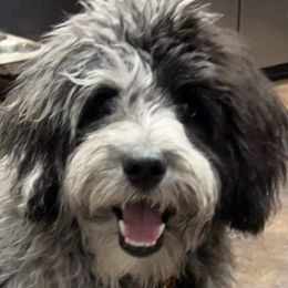 Aussiedoodles, Cavapoos, Goldendoodles, and Pugs from Ozark Mountain Doodles & Pugs
