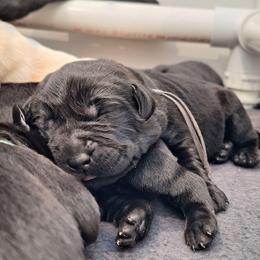 Swipe Right - Black male Labrador Retriever puppy in Martinsburg, West Virginia from Fetching Labrador Retrievers