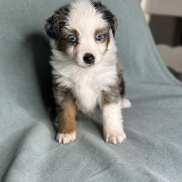 Ellie - Blue merle female Toy Australian Shepherd puppy in Milton Freewater, Oregon from Sparkling Cross Toy & Mini Aussies