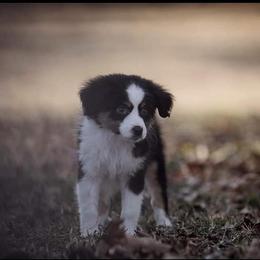 Toy Australian Shepherd Puppies from Rockin L Toy/Mini Aussies