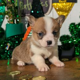 Rowan - Red male Pembroke Welsh Corgi puppy in Columbus, Ohio from Rose Water Corgis in Ohio