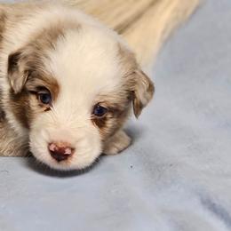 Brayden - Red merle male Miniature Australian Shepherd puppy in Bethany, Connecticut from Tini Thyme Mini Aussies