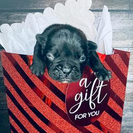 Kosher Dill - Brindle and white male French Bulldog puppy in Tampa Bay, Florida from Woodpecker Ridge Pups