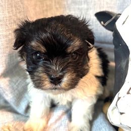 Havanese Puppies from palmetto puppies