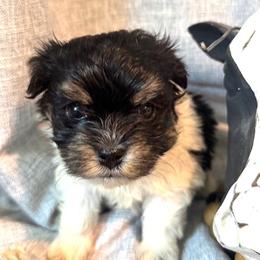 Havanese Puppies from palmetto puppies