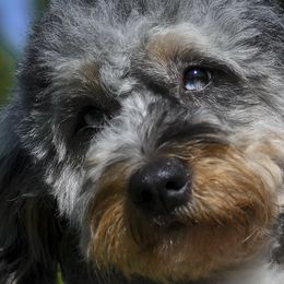 Carly - Bernedoodle