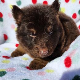 Rasin - Liver male German Shepherd puppy in Los Lunas, New Mexico from Mali's German Shepherds