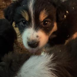 Mickey - Black tri male Toy Australian Shepherd puppy in Menan, Idaho from Teton Toy Aussies