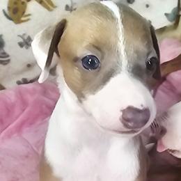 All The DoDa Day Superior - Blue fawn male Italian Greyhound puppy in Cadwell, Georgia from All The DoDa Day Italian Greyhounds